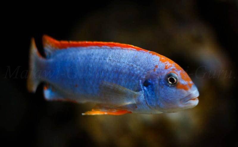 Pseudotropheus sp. 'red top ndumbi' Ndumbi Point